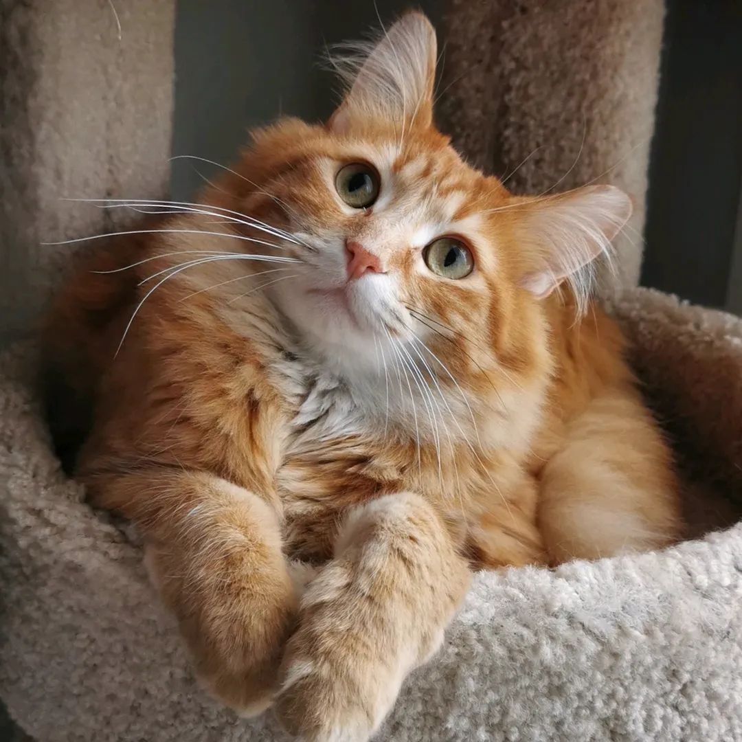 Walter the Catt