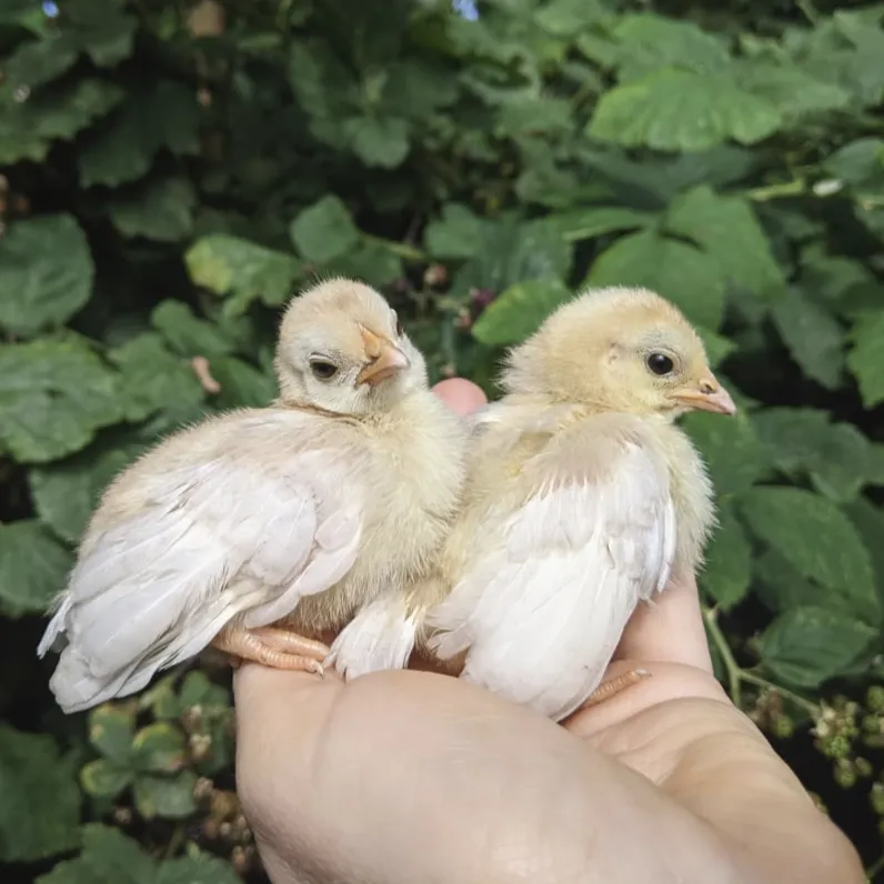 chucks n chicks
