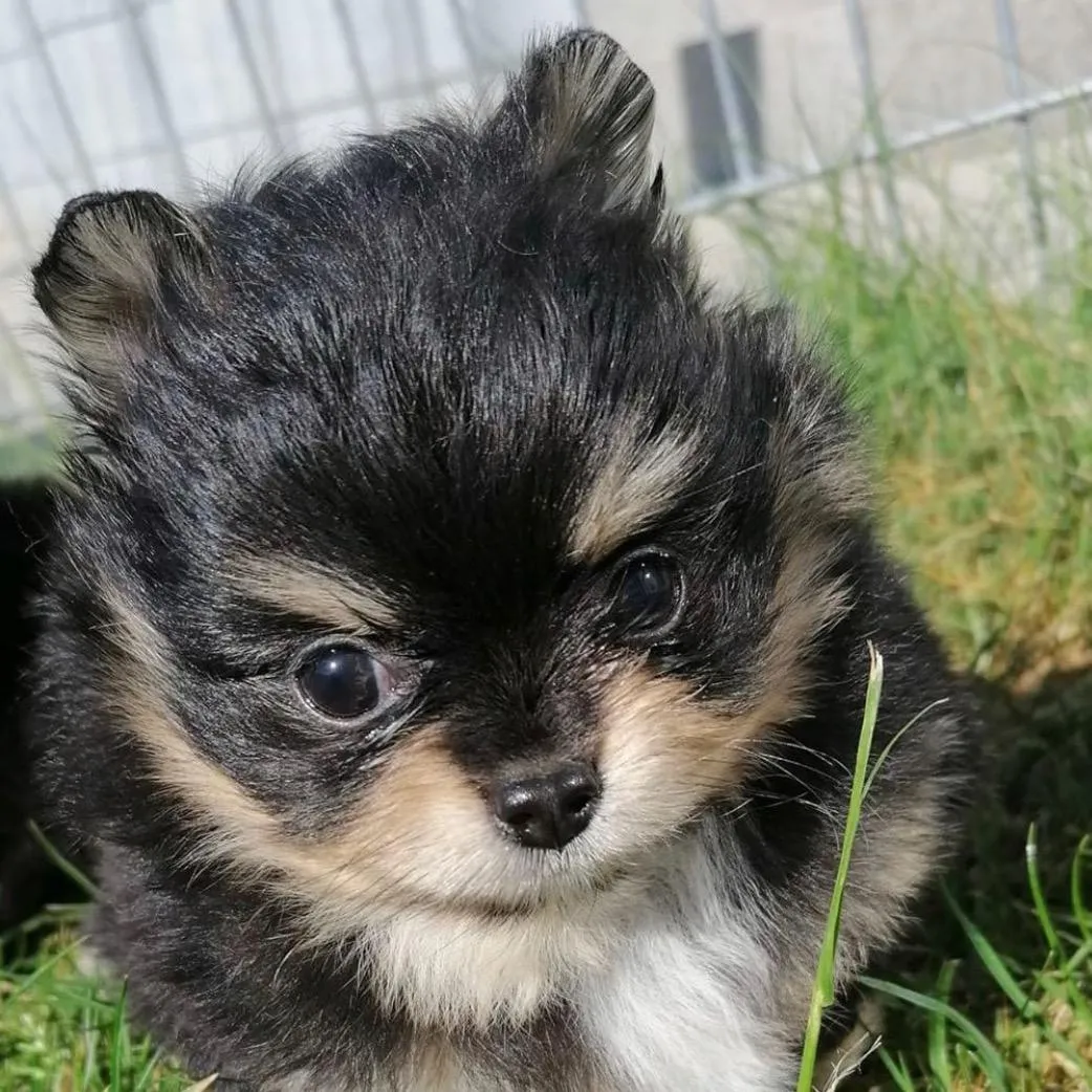 MyPomstars