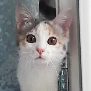 KEDİMİZ Pati