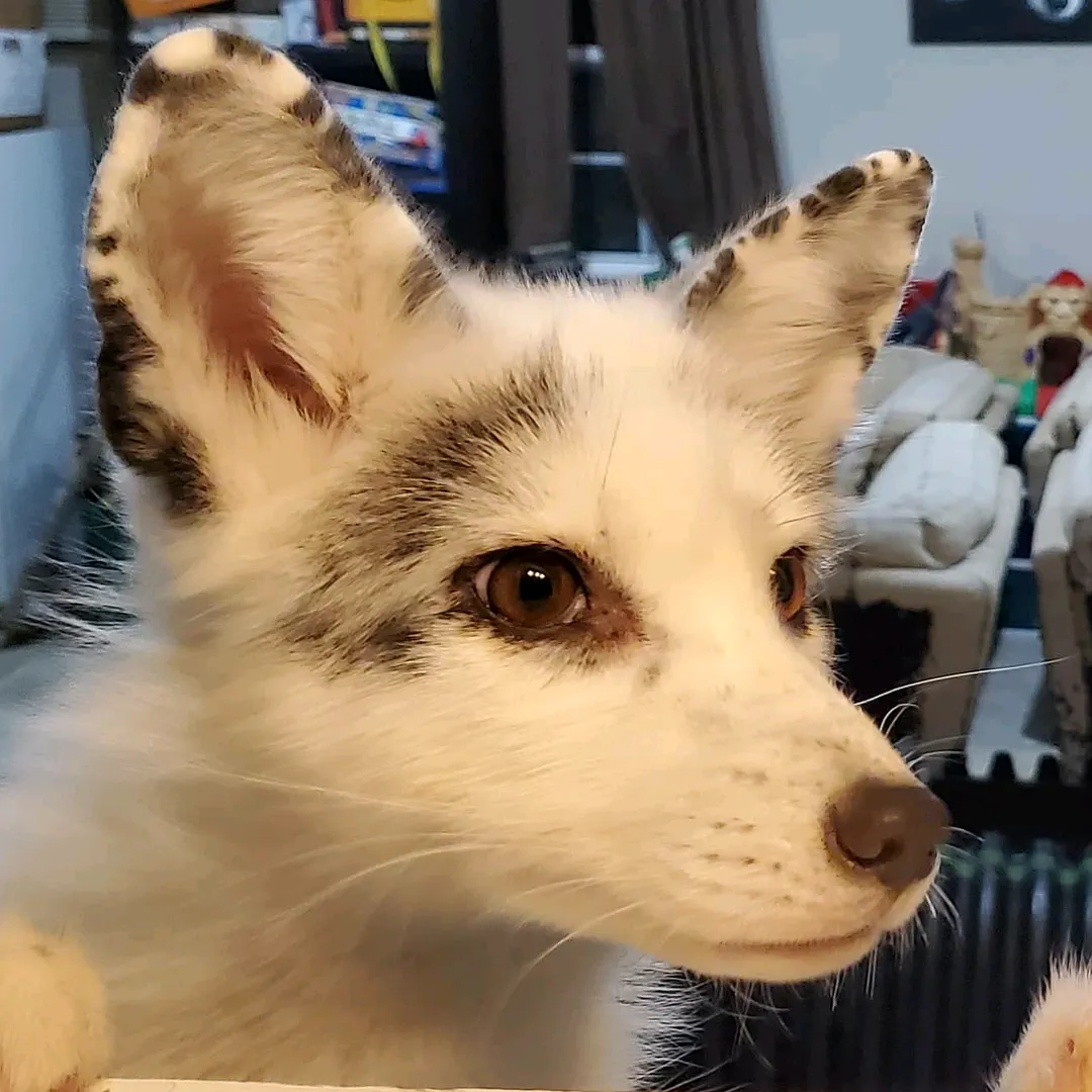 The White Red Fox®️