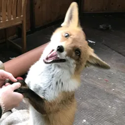 kikithefox_
