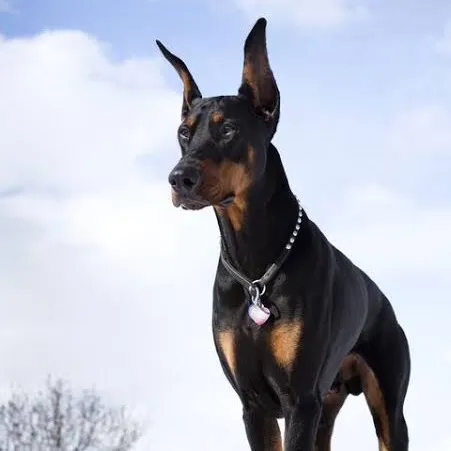 dog_video0