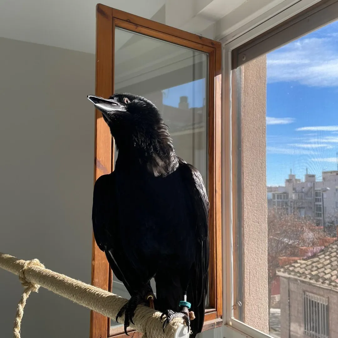 Vanta The Raven