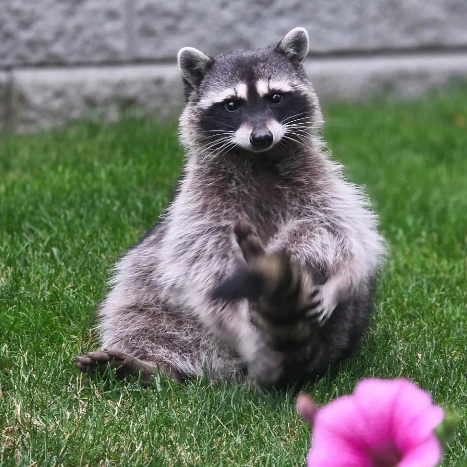 Raccoon Drive Thru