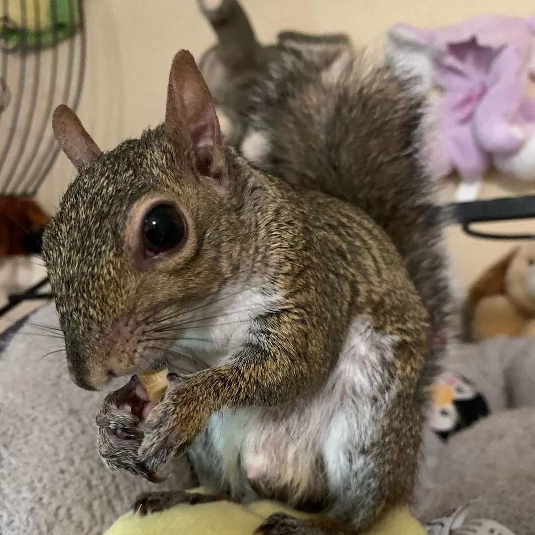 Pip Thebabysquirrel