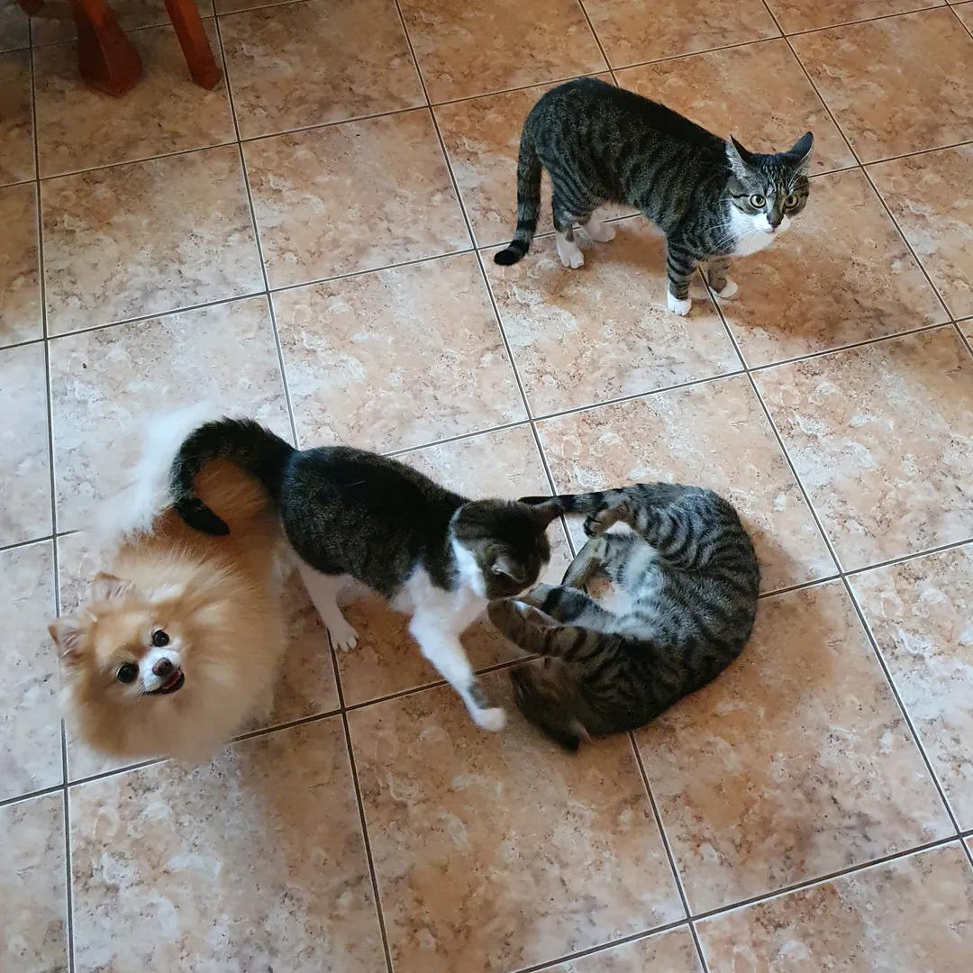 Pixie, Emma, Fuxi, Loki
