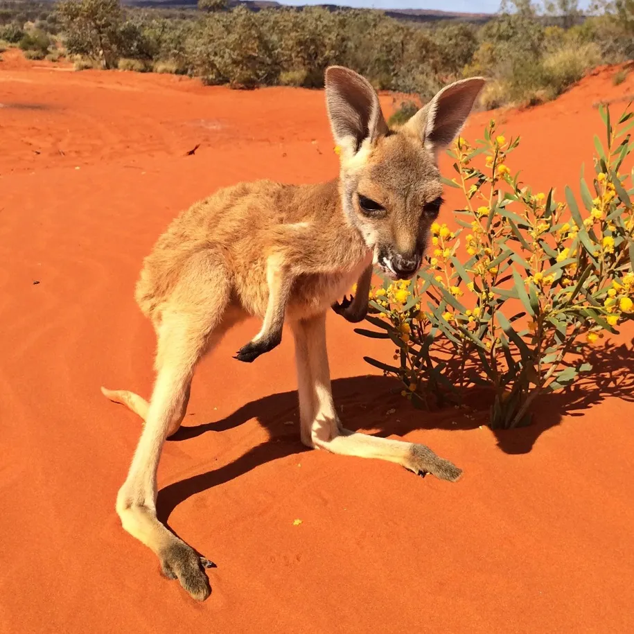 The Kangaroo Sanctuary 🦘