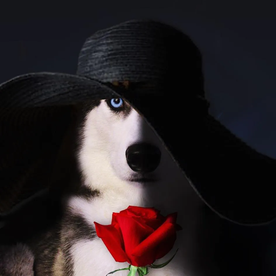 Ms. Laika The Husky