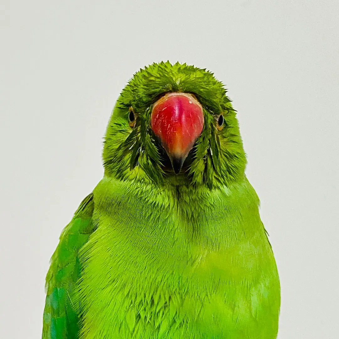 Parrot Ecstasy