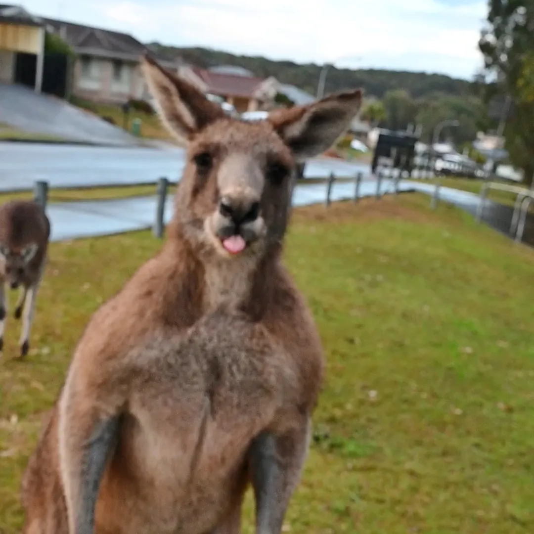 Veronica From Down Under
