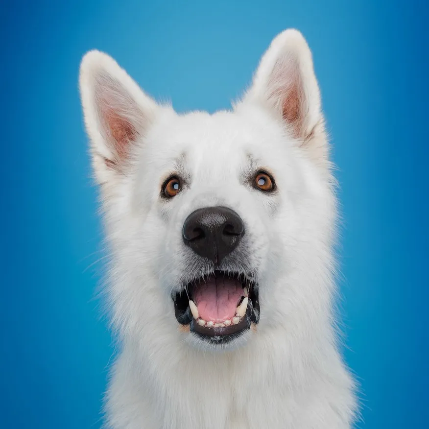Odin, The Swiss Shepherd
