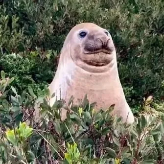 Neil the Seal 🦭