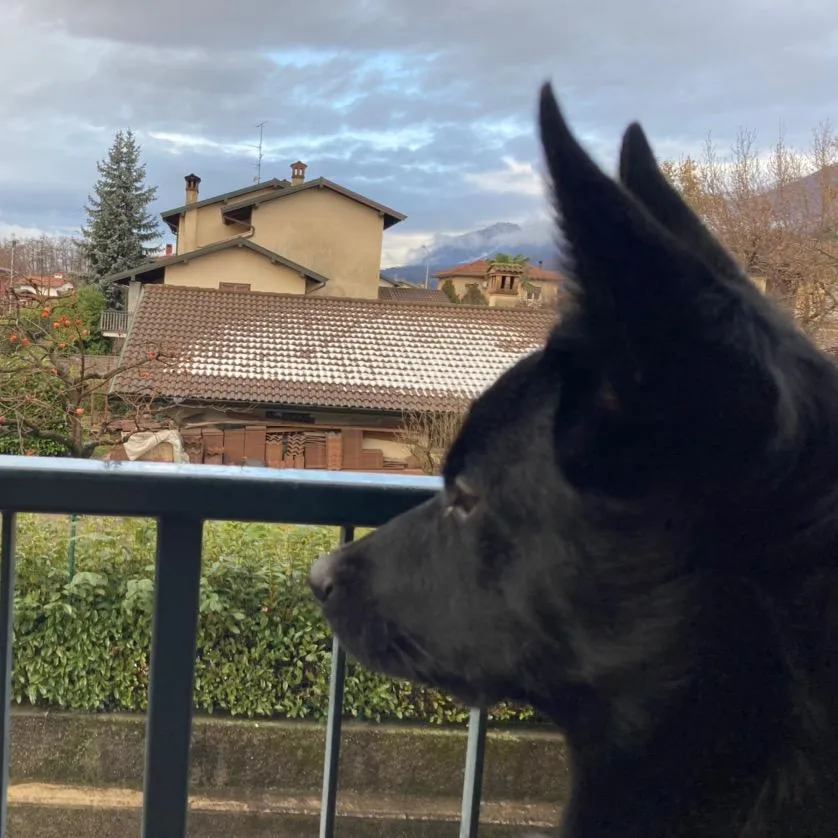 IstruzioneCinofila