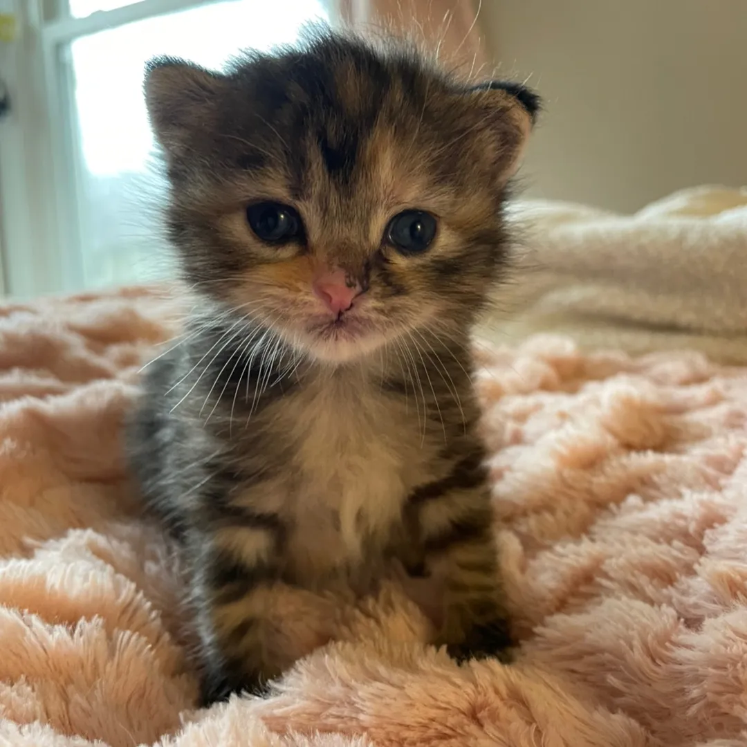 Petal the kitty