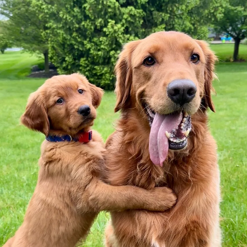 Stanley & Finnley | Golden Retrievers🐾
