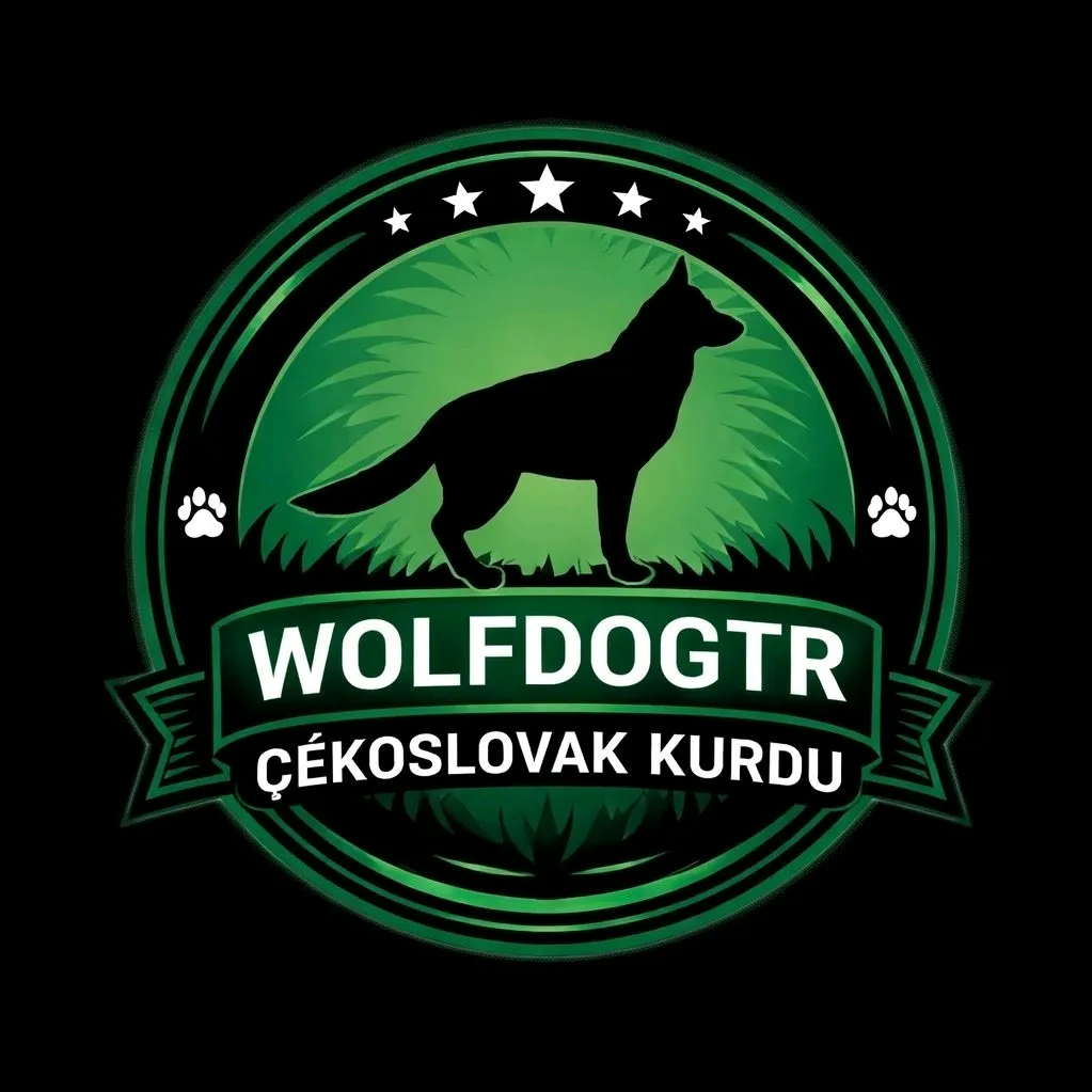 Wolfdog Tr Çekoslovak Kurdu