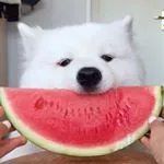 MAYA THE SAMOYED ʕ ᵔᴥᵔ ʔ