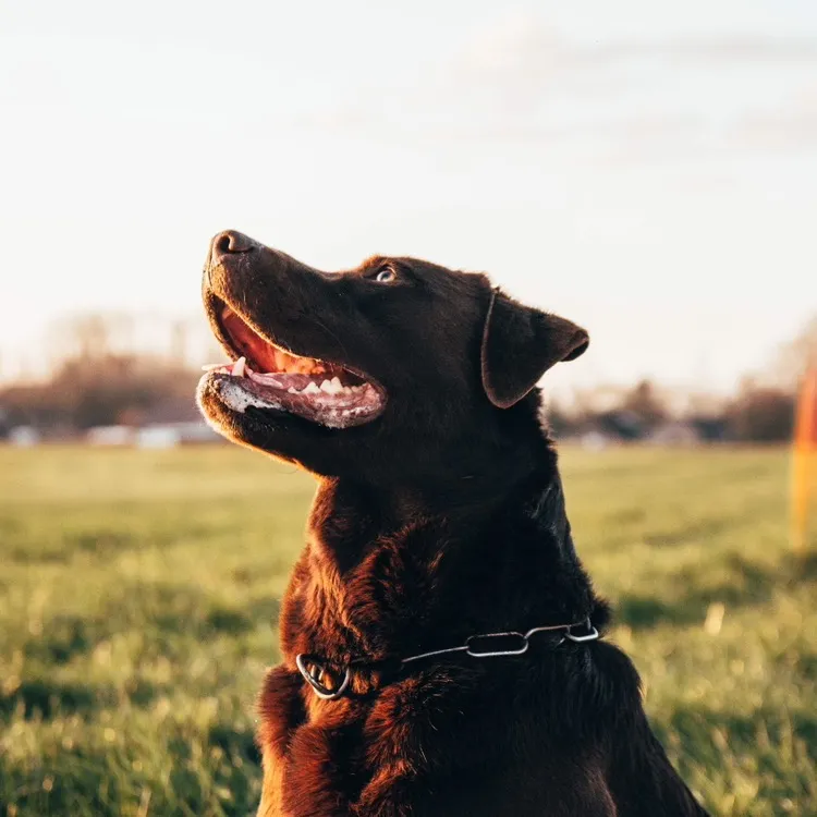 My Next Dog