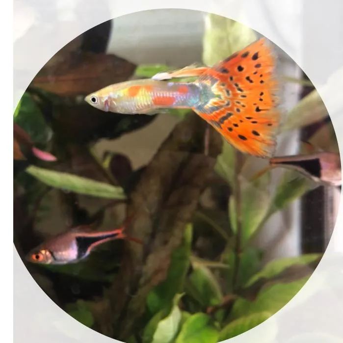 Passion Aquariophilie