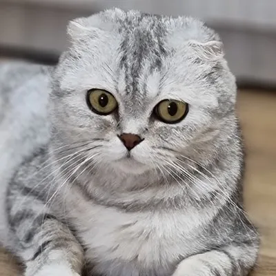 Кошка Хлоя & Котята