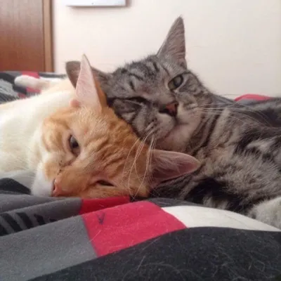 Tom Toby Cats