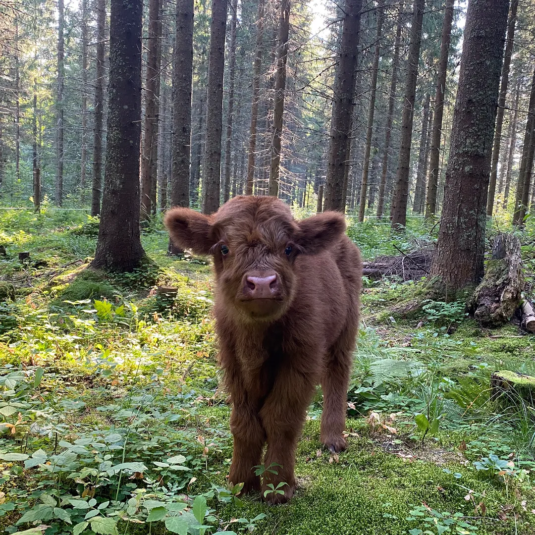 Highland Cattle Of Saarela