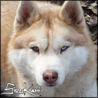 Sirokami Husky