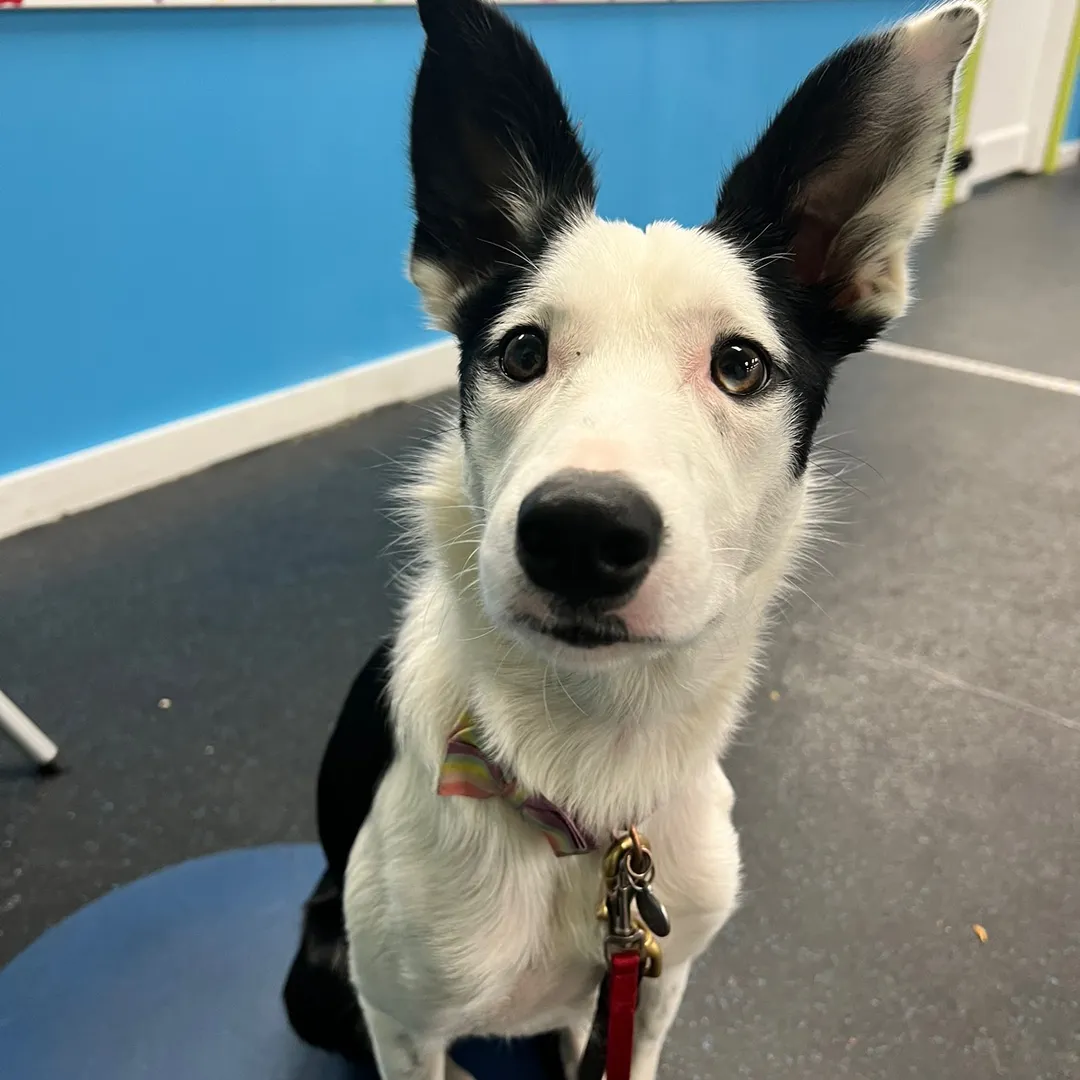 Gia Savocchi | Dog Behavior Specialist