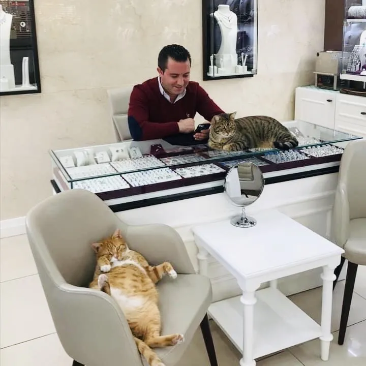 Cats And Gold