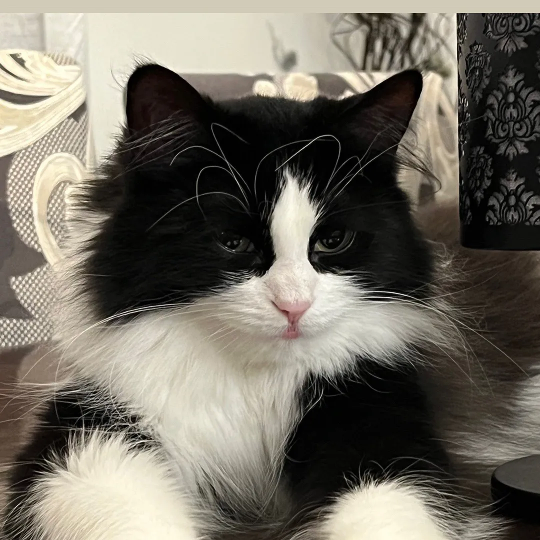 Peepoothepuppykitty