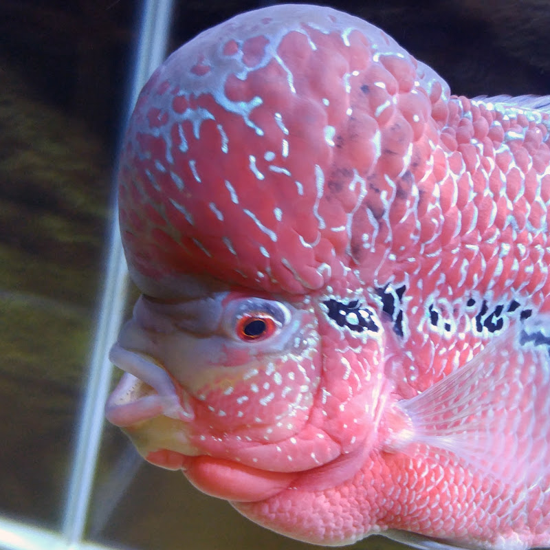 Foo The Flowerhorn