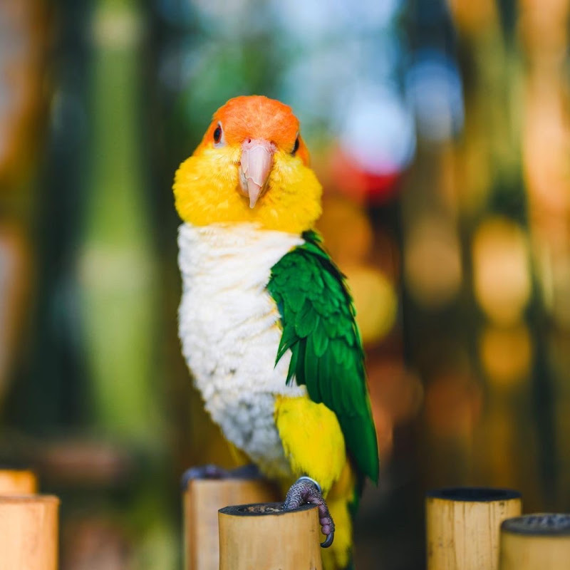 birds World