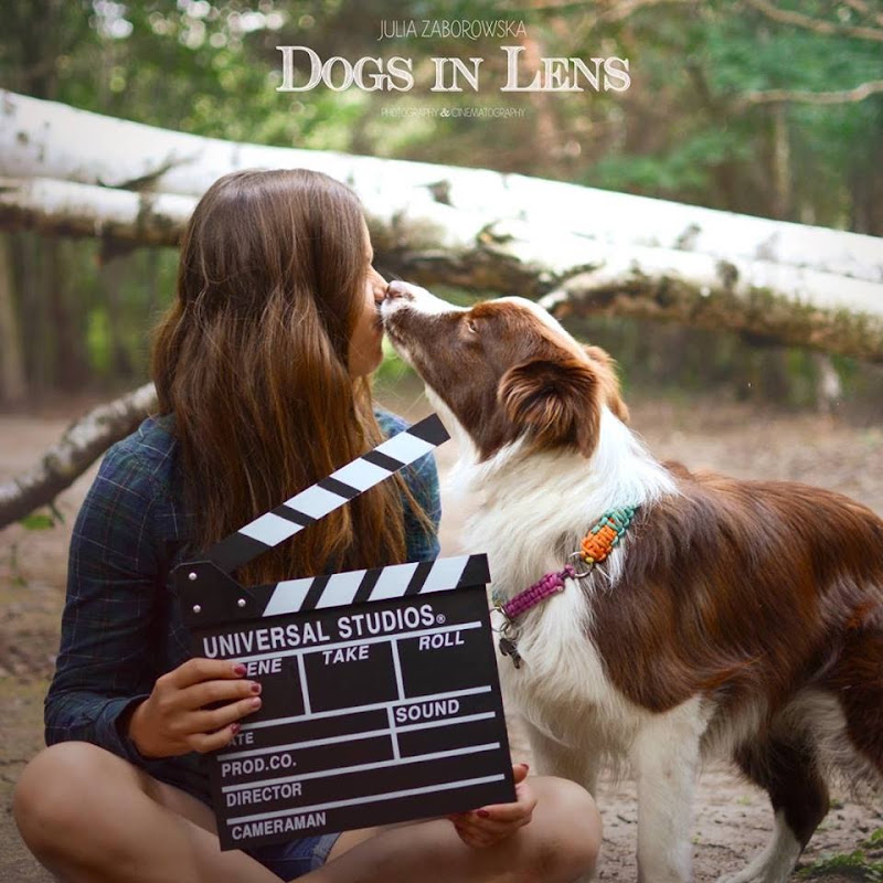Dogs In Lens