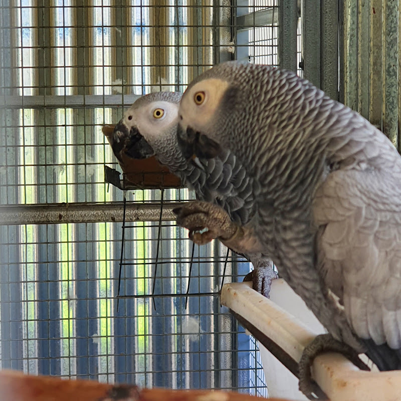 Exotic Parrots World