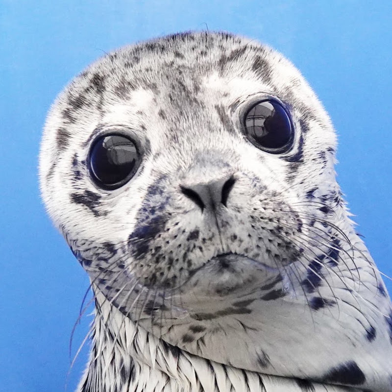 Marine Mammal Rescue