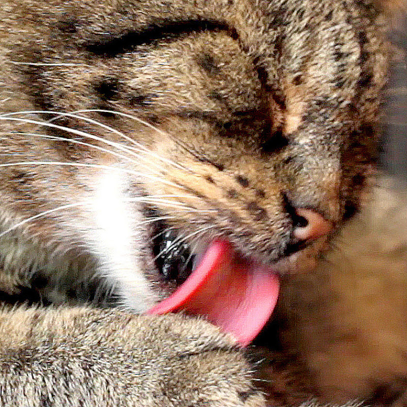 CatCloseUps