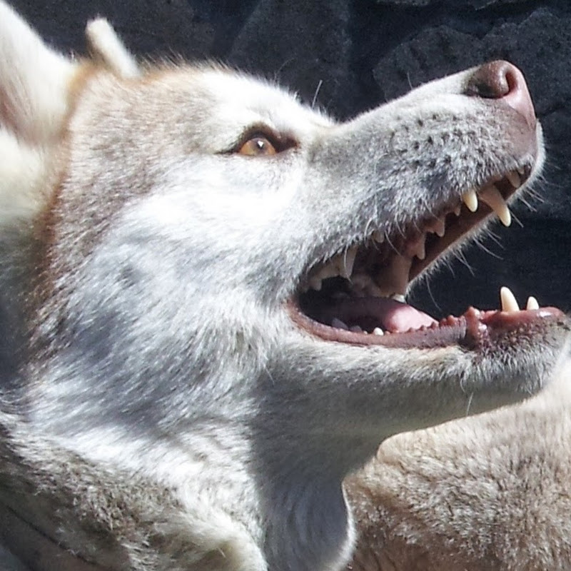Sirokami Husky