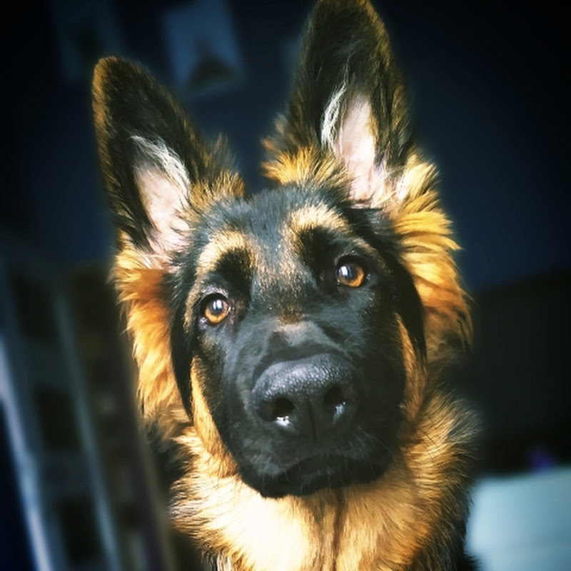 Birma The German Shepherd