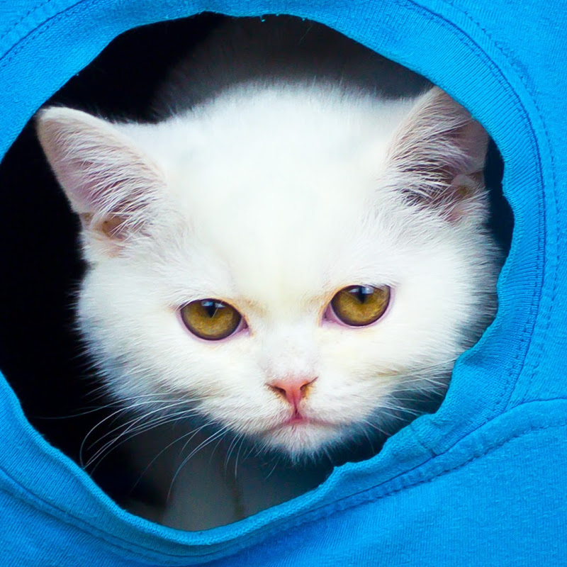 Moje Śmieszne Koty — My Funny Cats
