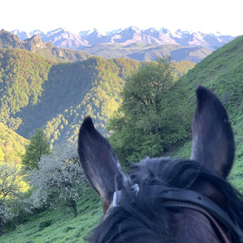 Horse_global09_