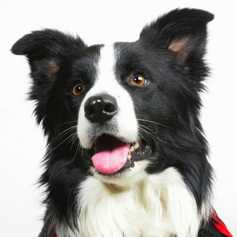 ~•Hirobordercollie Ed.Canina•~