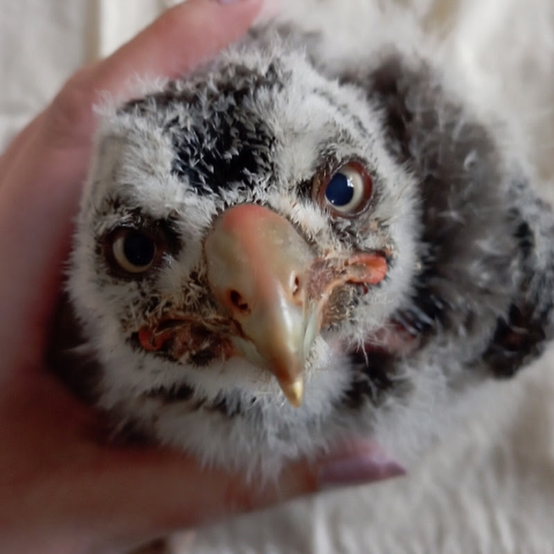 Owl Mammy