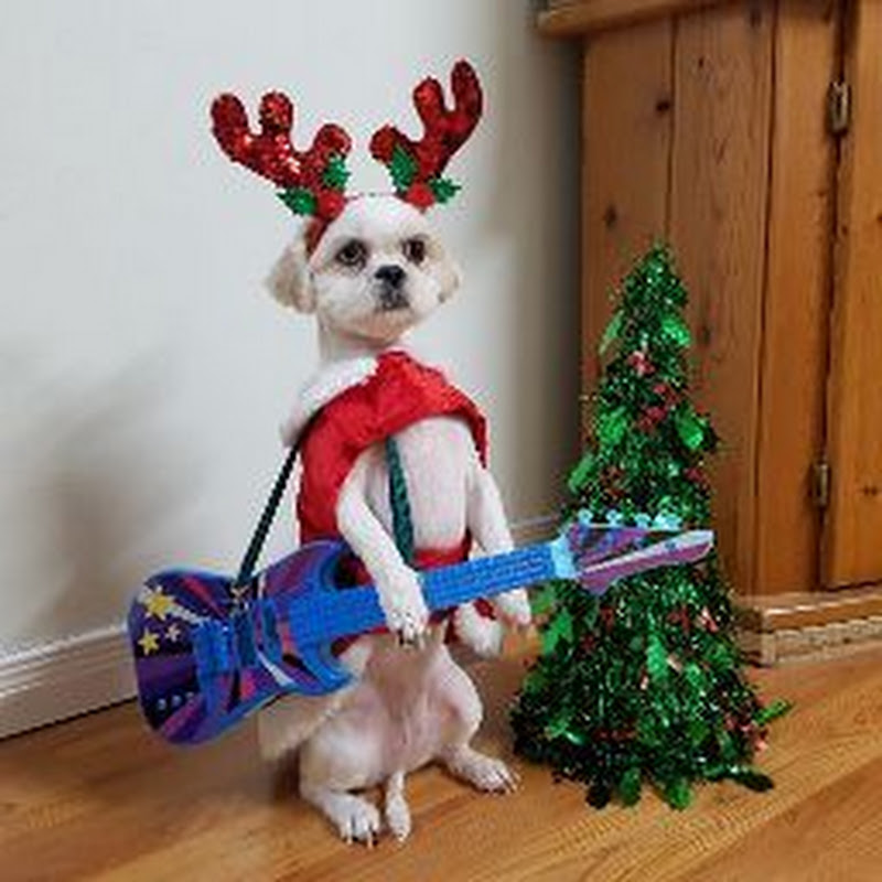 Cute Dogs CAN Vlogs