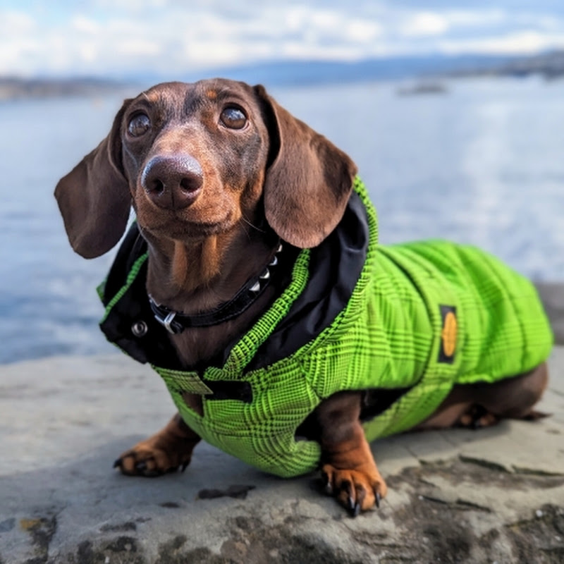 Lillie The Doxie