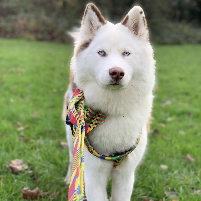 Viola The Husky