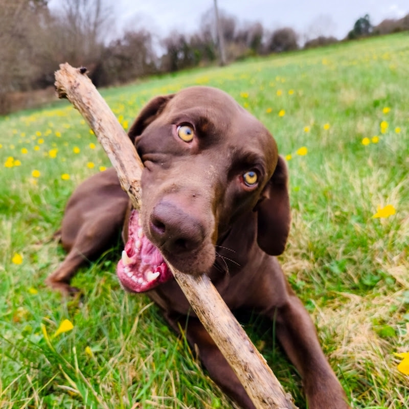 Mi Perro Ralf Y La Familia Regulera ?