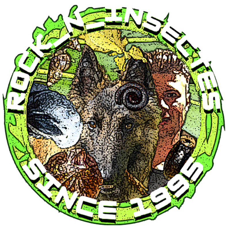 Rock_n_insectes