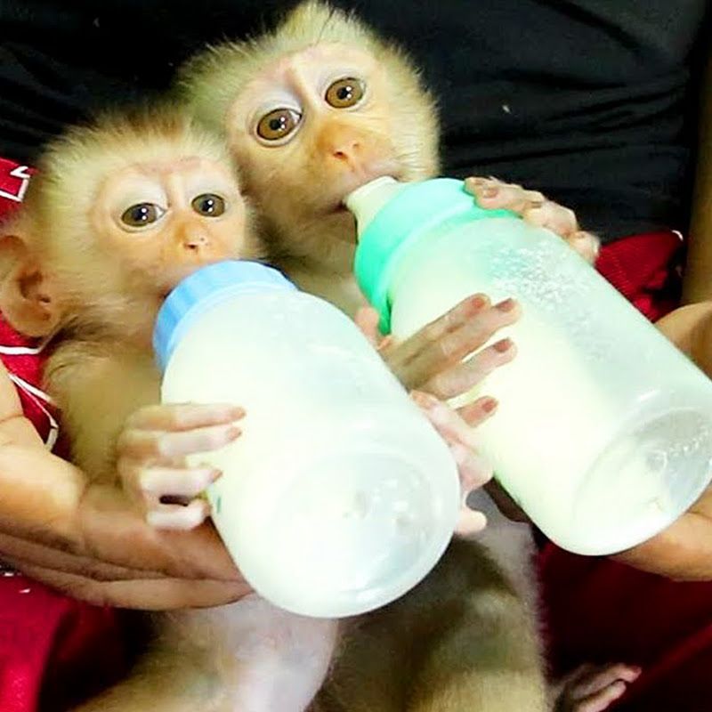 MONKEY LYLY