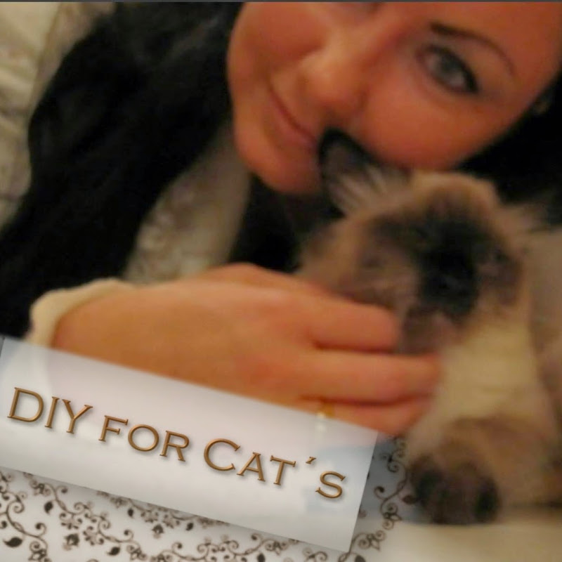 DIY For CATs By Hohentwielbirmas